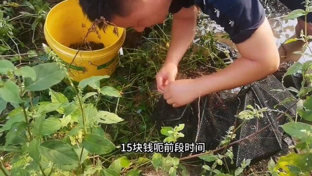 下地笼抓龙虾一网爆笼,收获几斤野生龙虾,逮鱼摸虾,满载而归