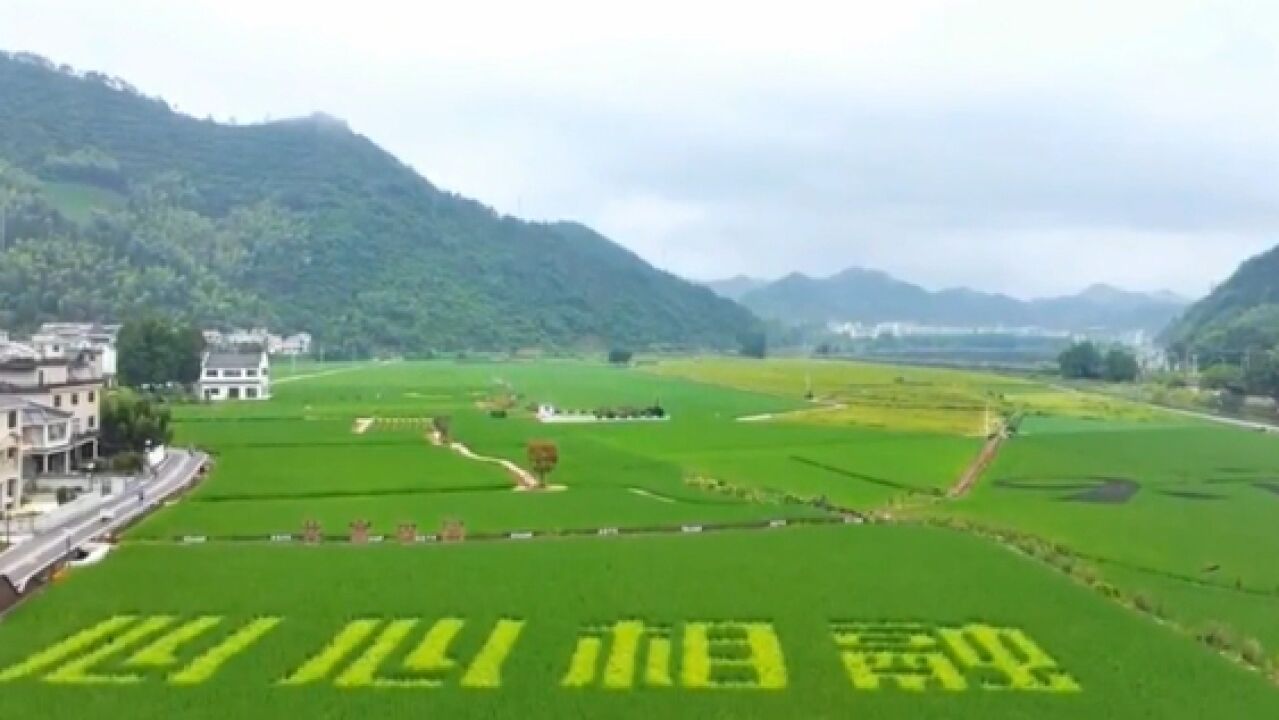 淳安稻田养蛙 产值加又加