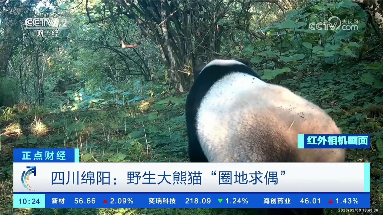 四川绵阳:野生大熊猫“圈地求偶”