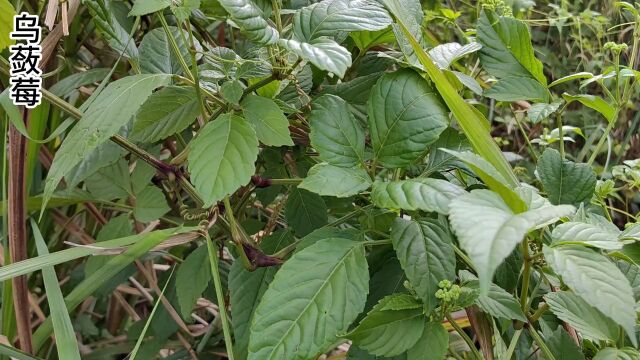 这种植物常常割来喂猪,我们叫它母猪藤,它的正式名叫乌敛莓#野生植物 #乌敛莓 #母猪藤 #植物 #植物科普.