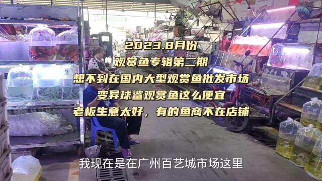 想不到在国内大型观赏鱼批发市场,变异球鲨观赏鱼这么便宜,老板生意太好了