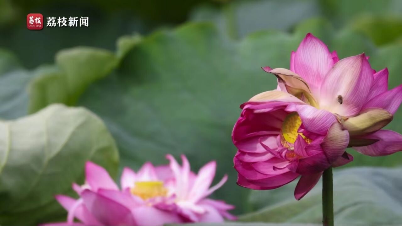 莲开并蒂 佳偶成双!大理东湖现两株同心并蒂莲