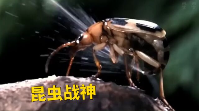 昆虫界的无敌战神,无虫能及.