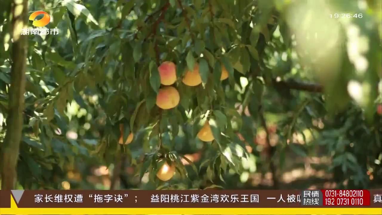 芷江牛牯坪乡:千亩黄桃喜获丰收