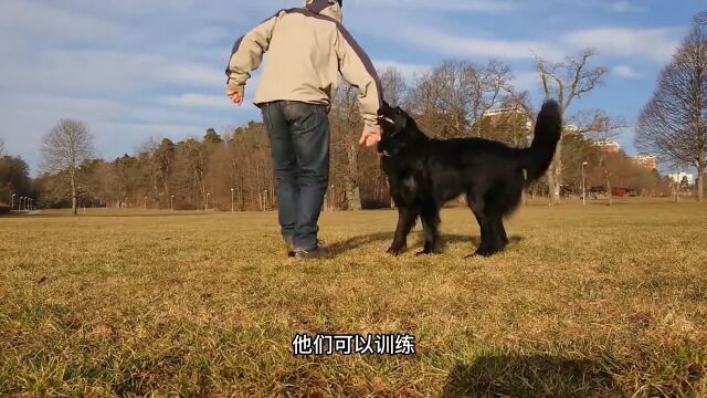 撞脸最严重的两大犬种,金毛和霍夫瓦尔特犬,亲爹亲妈也难辨别狗霍夫瓦尔特犬金毛宠物科普