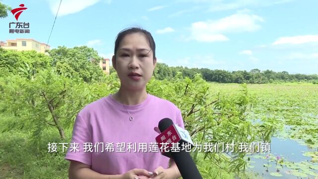 莲香四溢!阳江千亩莲花竞相绽放,“美丽经济”助农增收