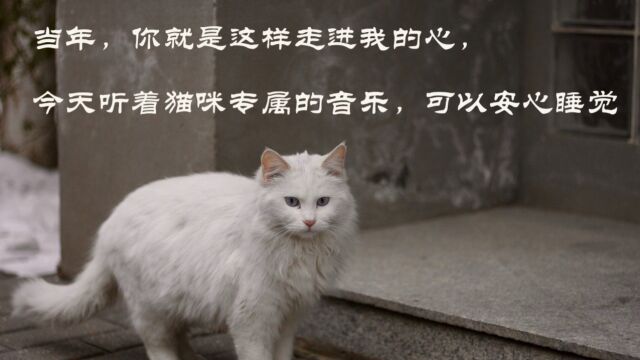 猫咪专属音乐,改善人与动物的关系,降低猫咪的负面情绪