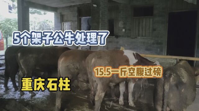 重庆石柱这5头架子公牛,农户要15.5一斤,你们看看值不值这个价