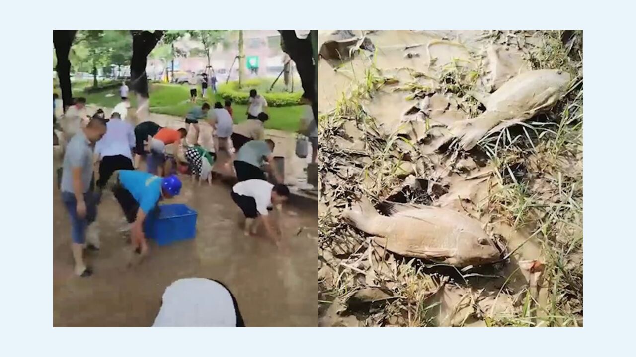 福建福清暴雨后积水消退:大批市民上街抓鱼,临街店铺淤泥满地