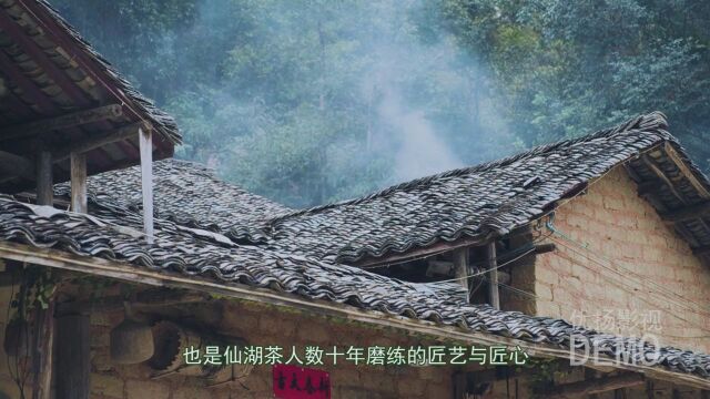 茶山评审结果公示 | 东源仙湖山茶园