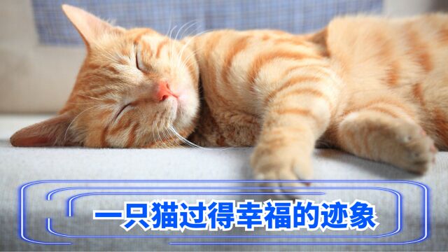 一只猫在你家过得“幸福”,会有这7个迹象!