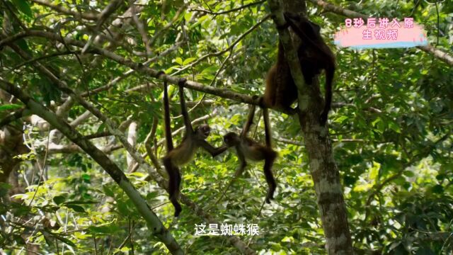 蜘蛛猴,它们是群居生活,群体数量可达35只以上.因相当细长的四肢和尾巴宛如蜘蛛而得名,尤其是尾巴特别有力.