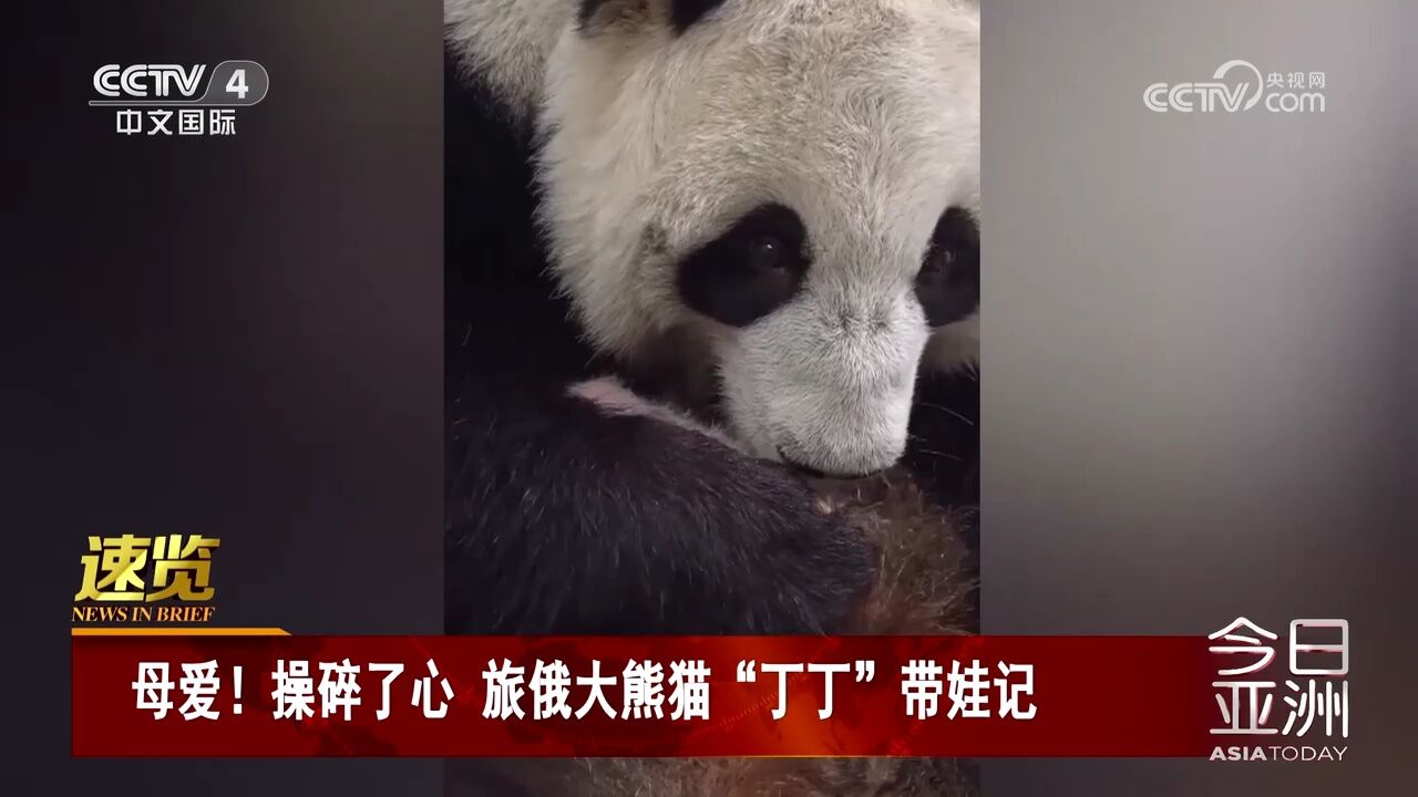 母爱!操碎了心旅俄大熊猫“丁丁”带娃记