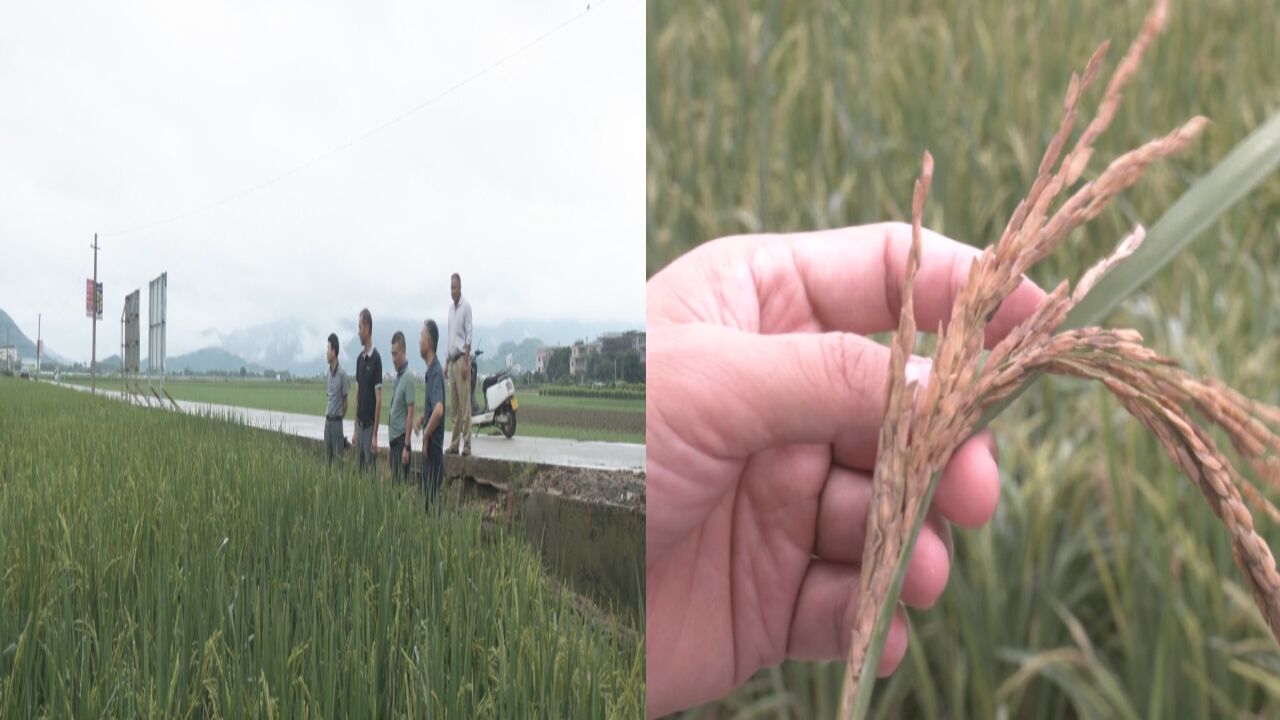 实地勘察提出指导意见!农技人员下沉一线 指导农户做好灾后生产