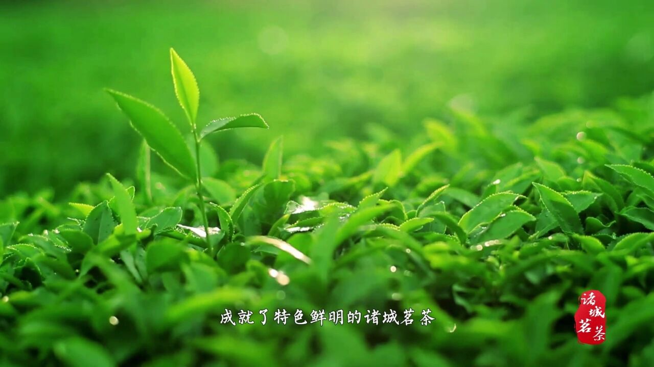 潍坊诸城茗茶露华鲜