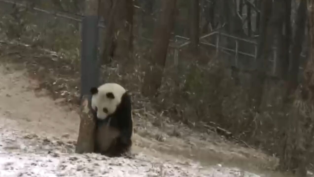 陕西佛坪:大熊猫“沉浸式”玩雪,萌态十足