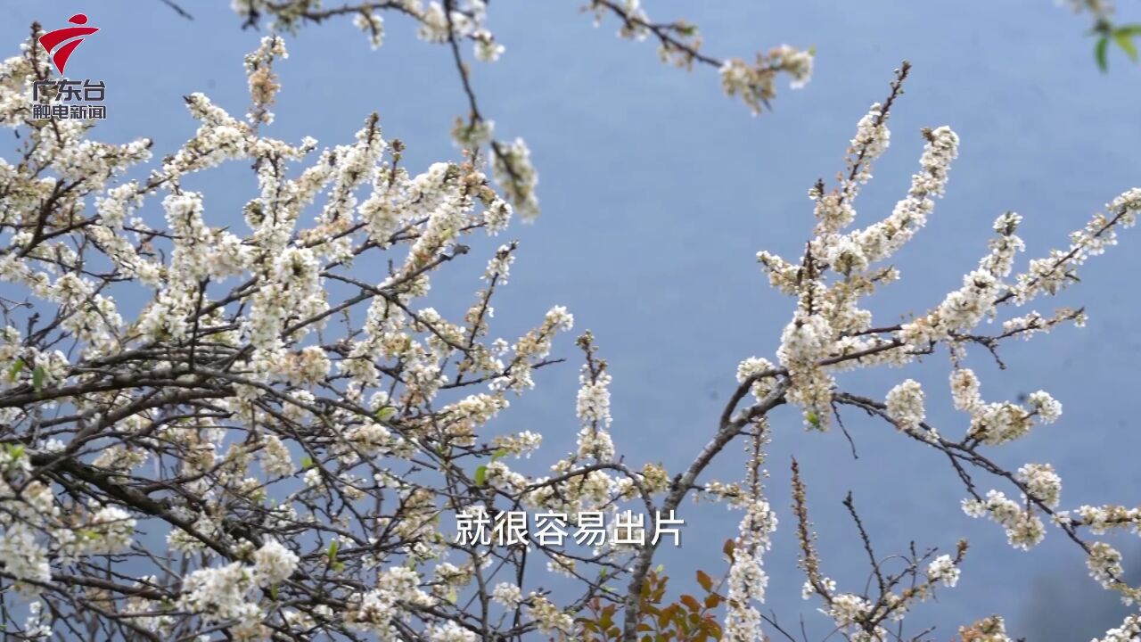 赏花约起!清远阳山杨梅镇千亩李花竞相绽放