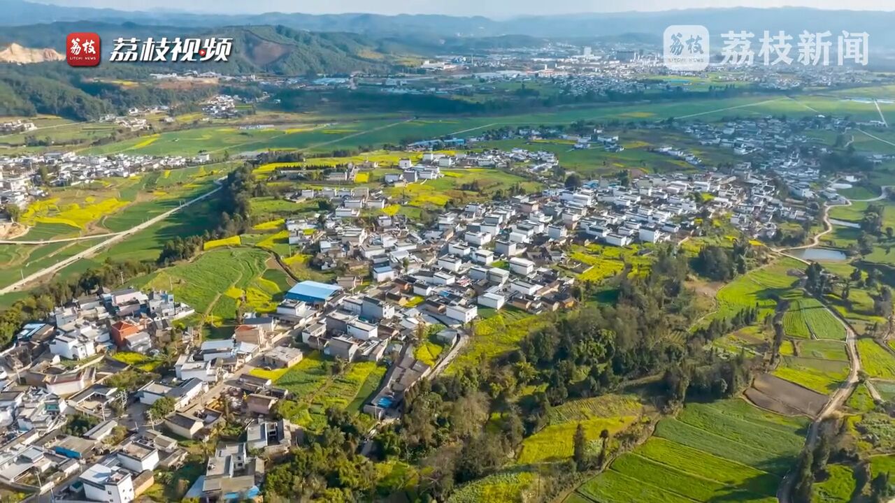 满目春光!云南金色油菜花海展田园画卷