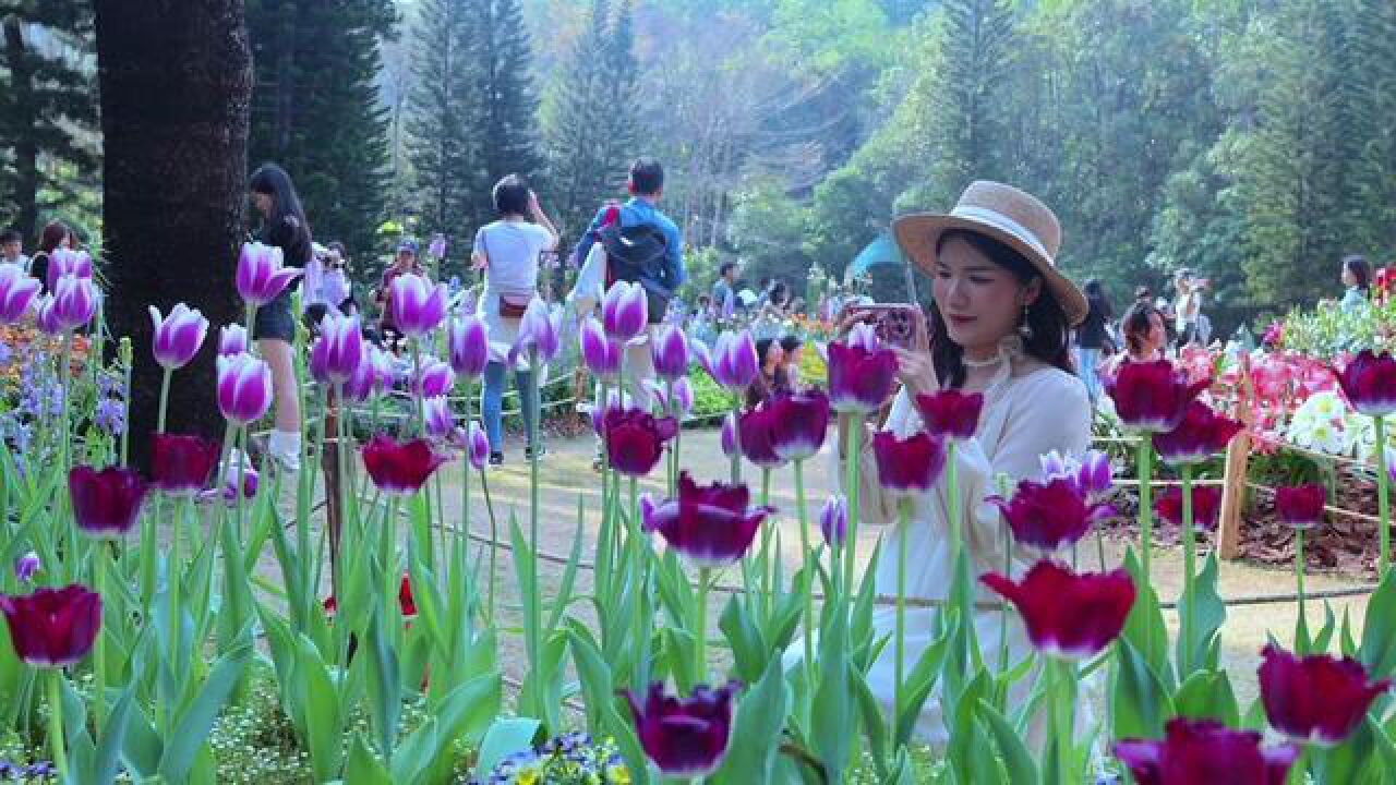 仙湖植物园郁金香花展末班车终于被我赶上了,超级出片,姐妹们快来,快撤小了