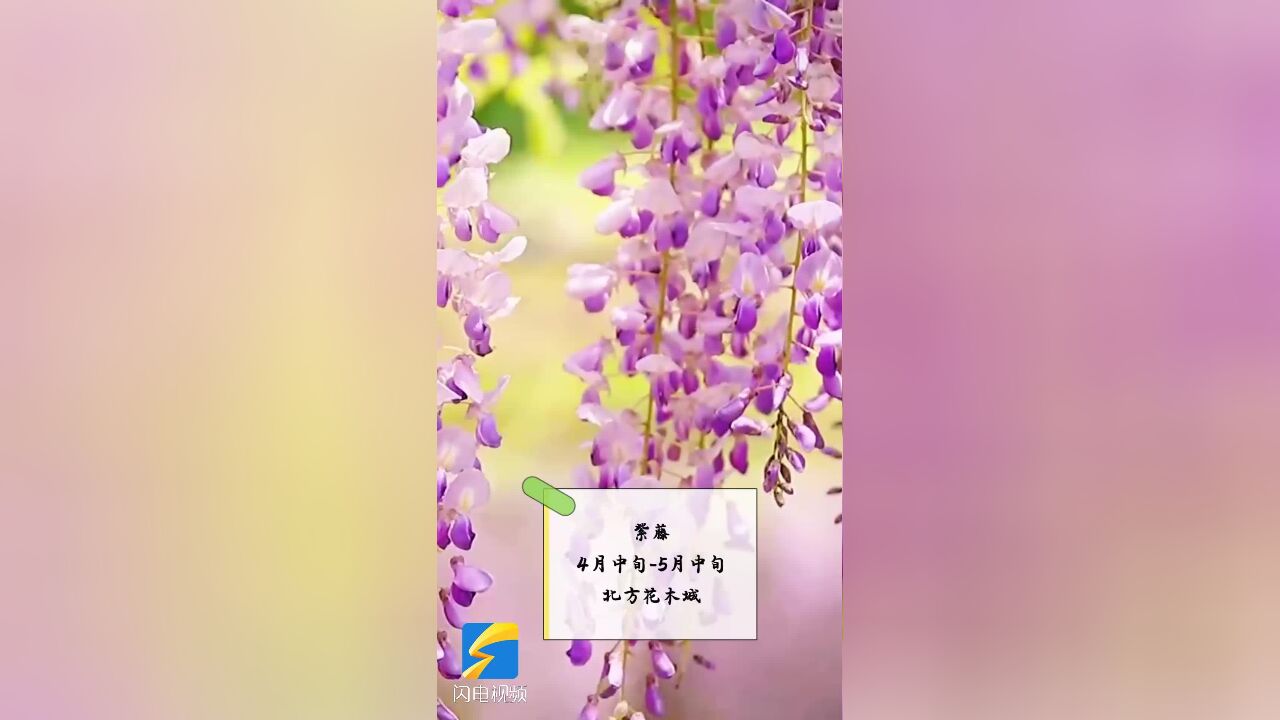 “邑”起去追花 这份潍坊昌邑的追花地图请收藏!