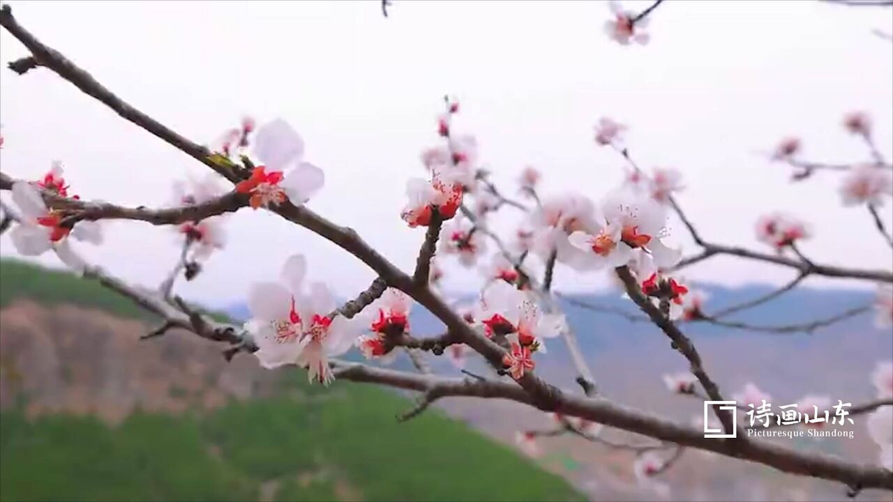 诗画山东丨树树粉红朵朵娇媚 枣庄山亭桃花盛开春意闹