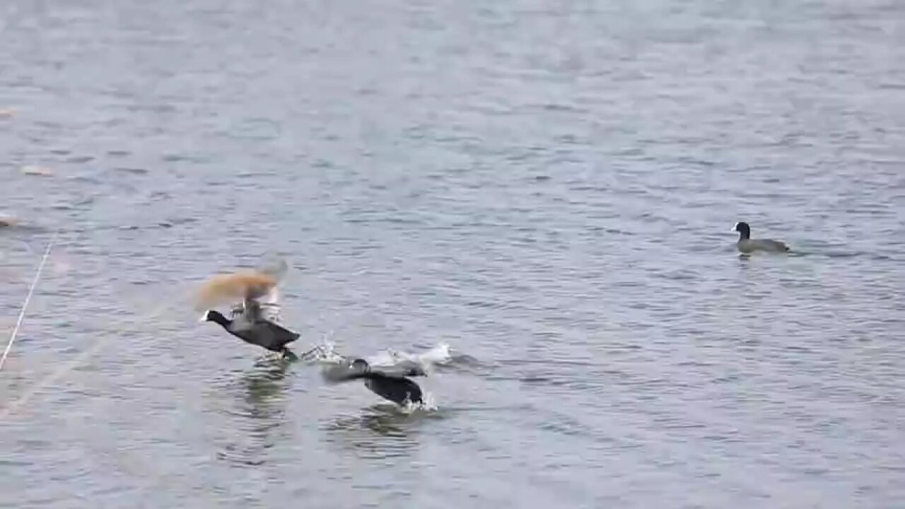 壮观!野生白骨顶鸡“打卡”潍坊