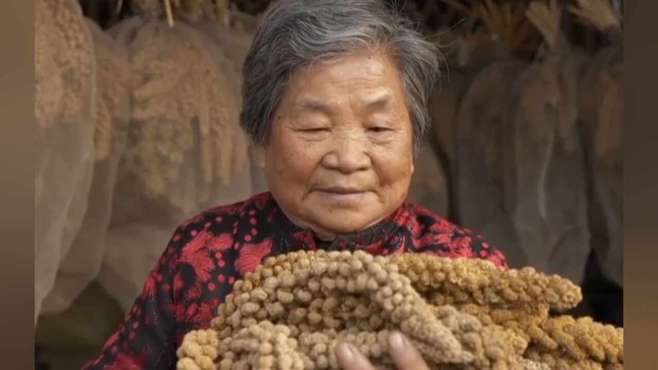 陈瑛奶奶花费近20年培育出晋谷21号,品质突出产量高