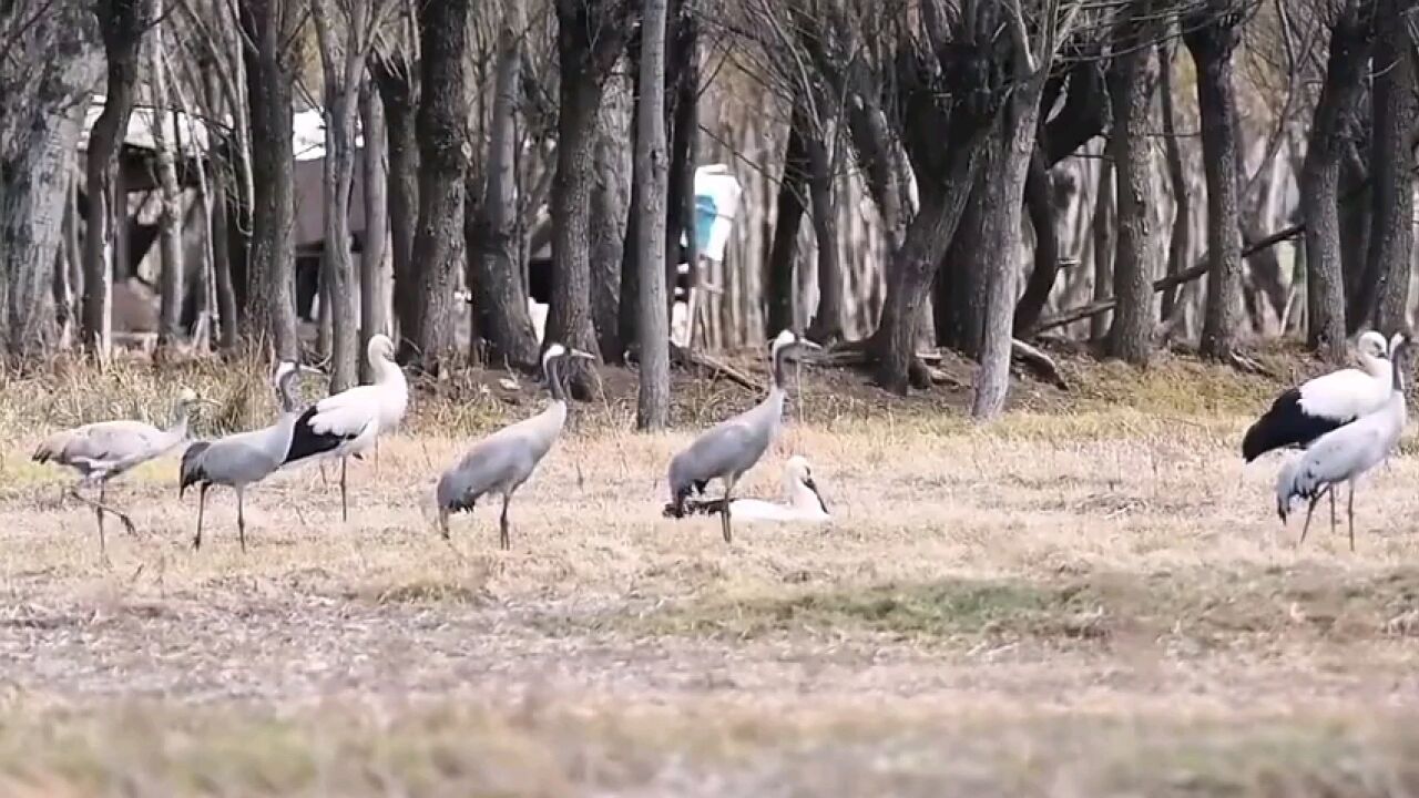 云南省大理州剑川县东方白鹳与灰鹤相伴觅食 鸟中国宝东方白鹳和千岁鹤同框共享剑湖春光