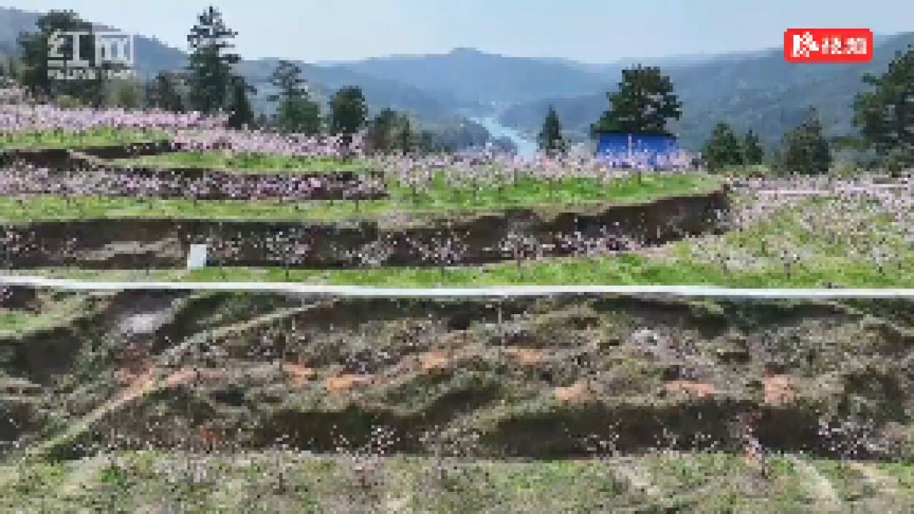 邵阳绥宁:灼灼桃花点缀春日画卷