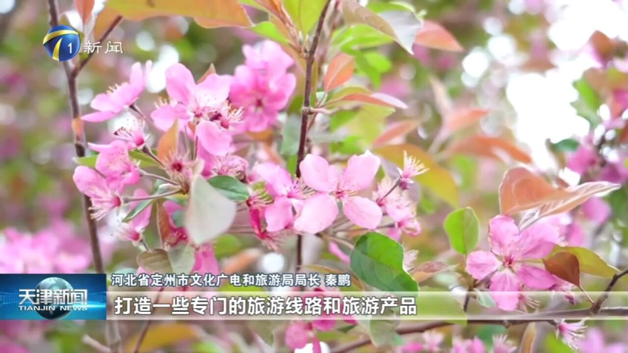 欢乐京津冀 文旅新体验:定州千亩海棠 花开“醉”游人