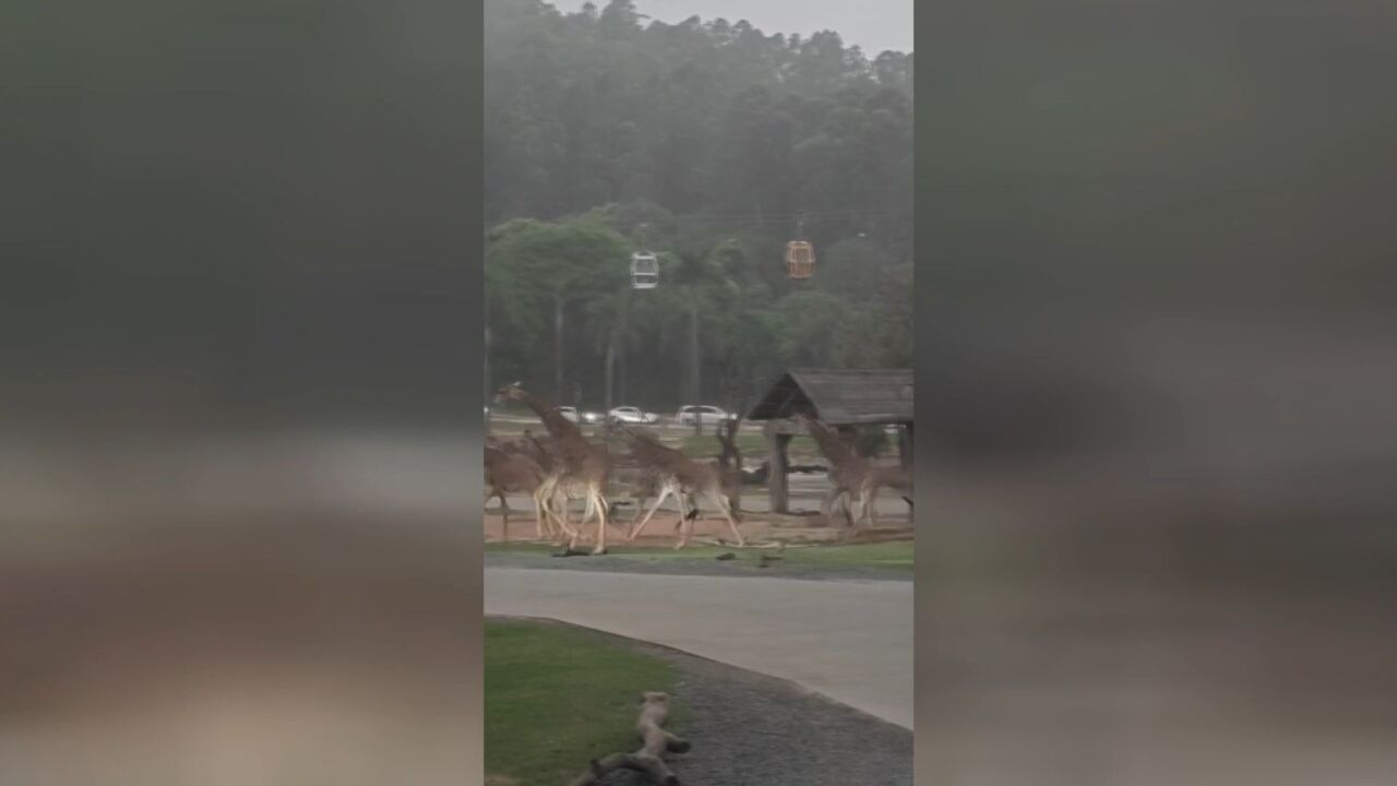 广州暴雨来袭前,野生动物园动物集体狂奔