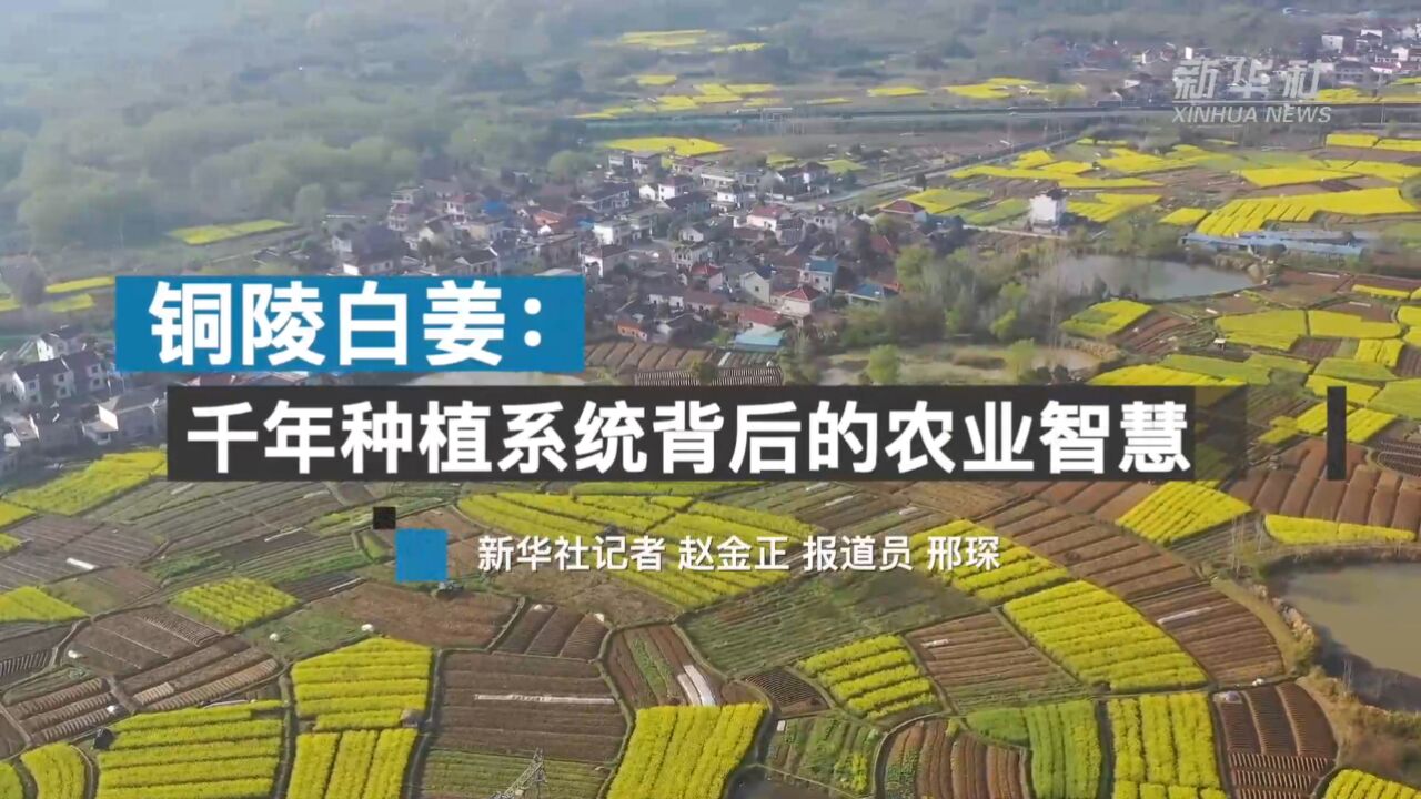 铜陵白姜:千年种植系统背后的农业智慧