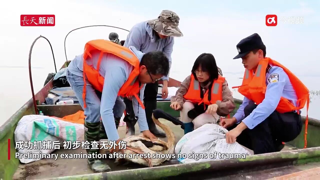 幼鹤为何在鄱阳湖畔踽踽独行?