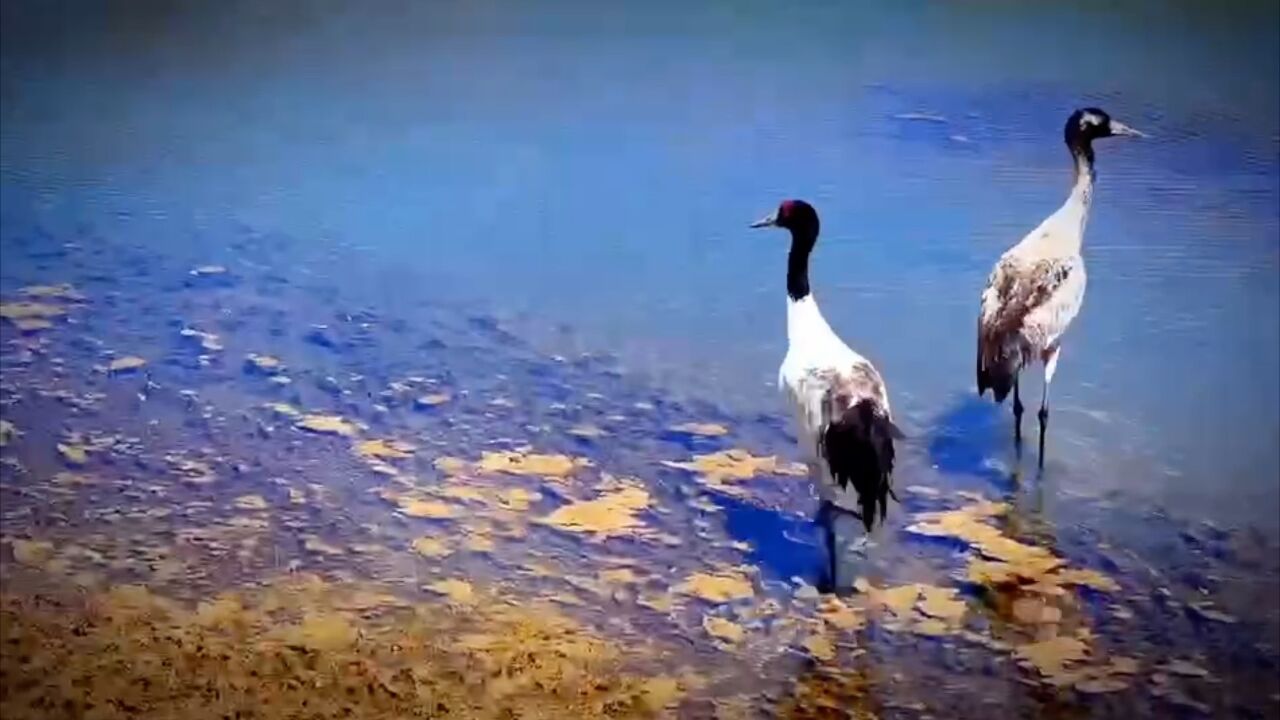 国家一级保护动物黑颈鹤在青海多隆措湿地“翩翩起舞”