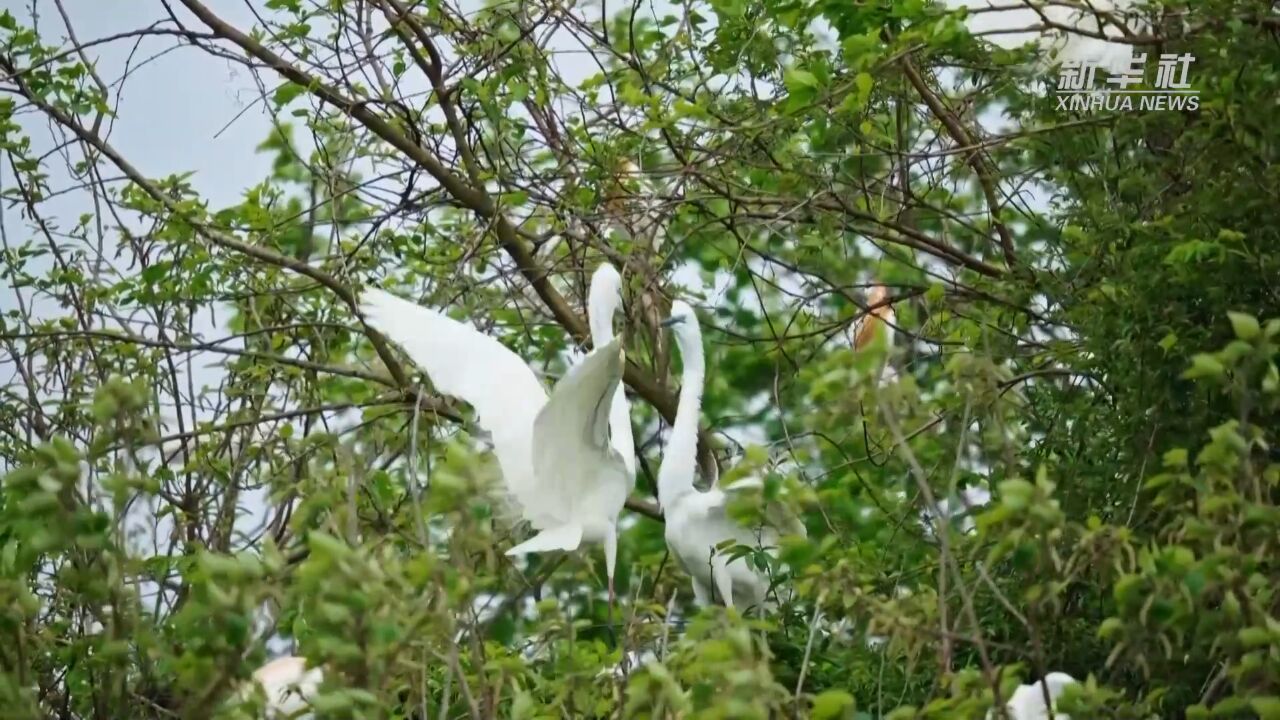 浙江金华:鹭鸟归来筑巢育雏 护鸟队爱心守护林间“精灵”