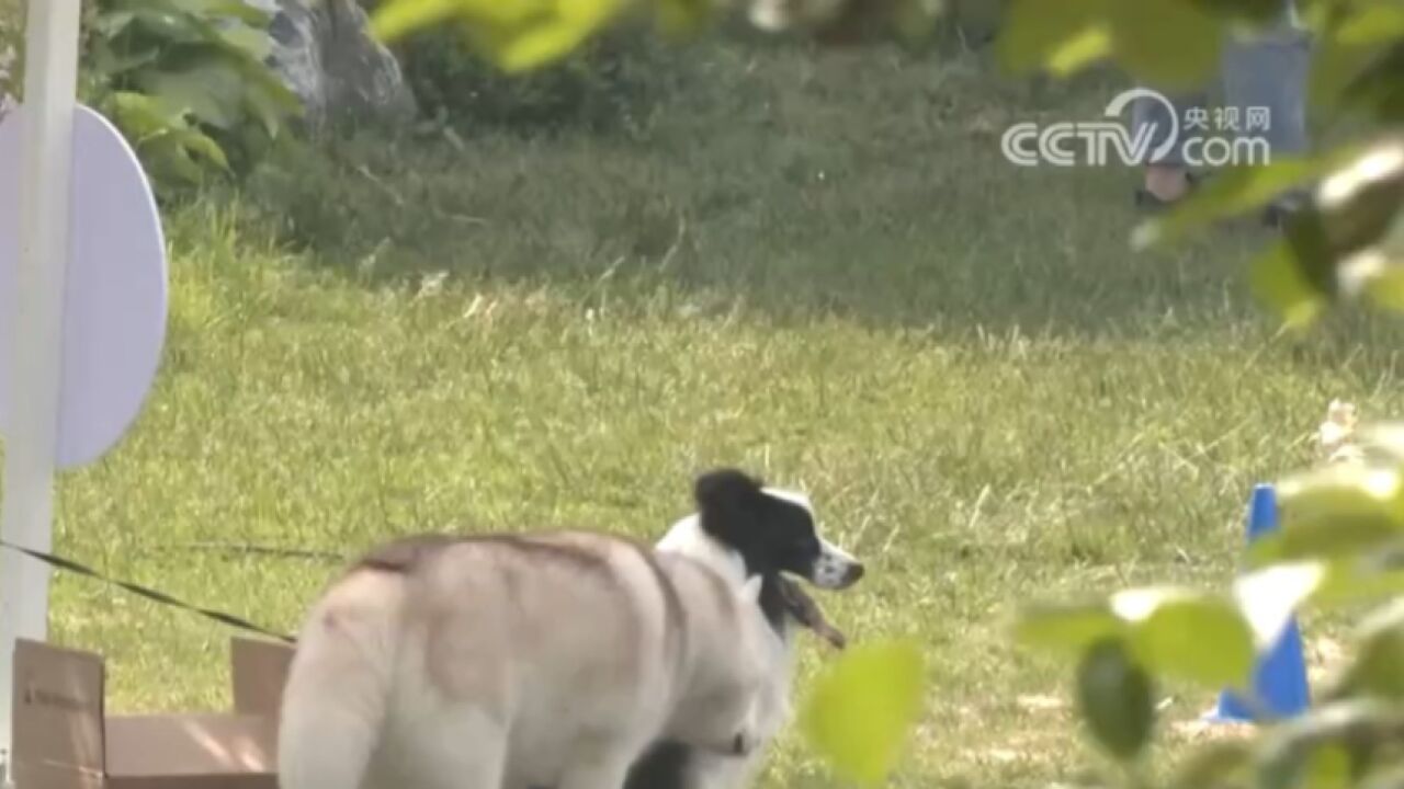 携宠旅行“热”,携宠旅游前景广阔,相关服务和标准有待完善