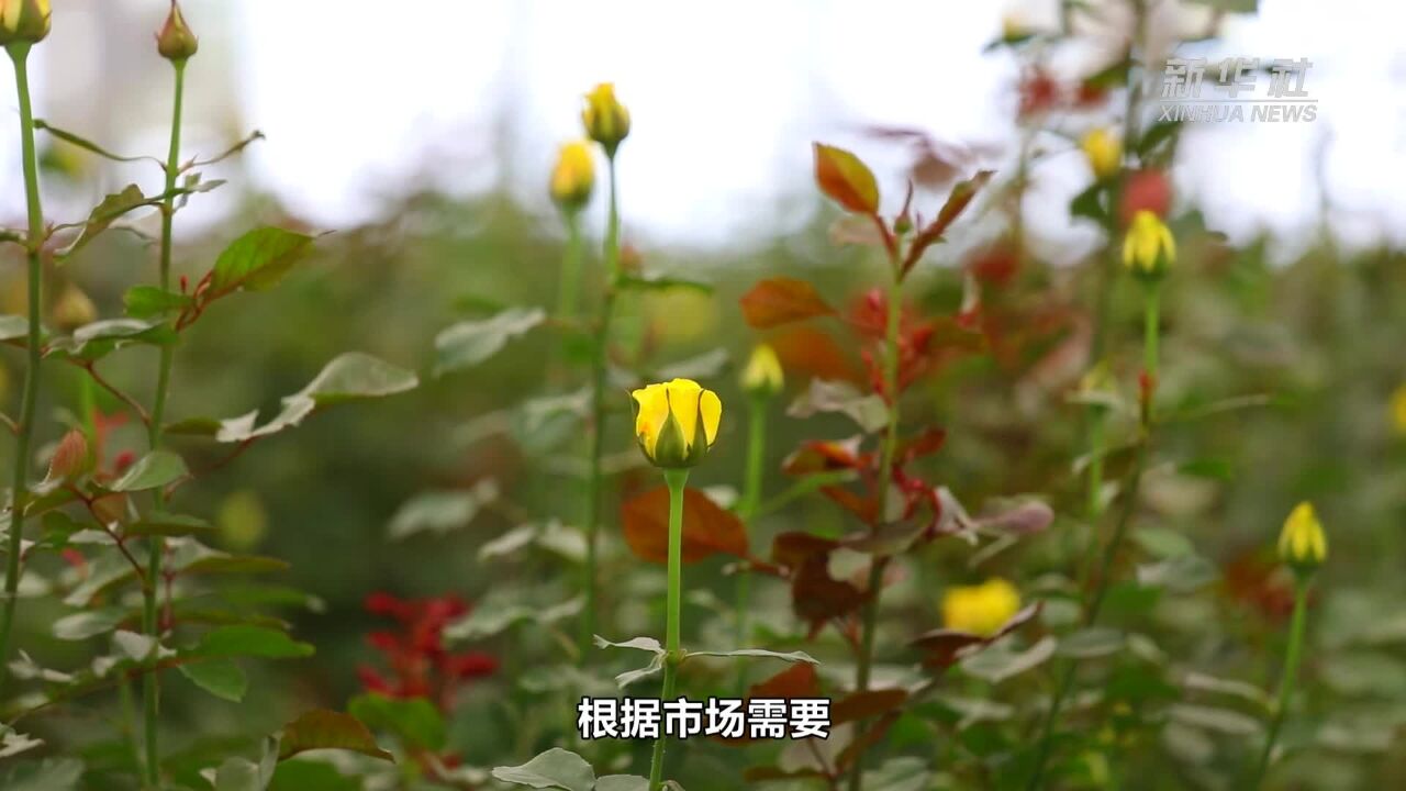 河北邱县:花卉产业铺就致富“芳香路”