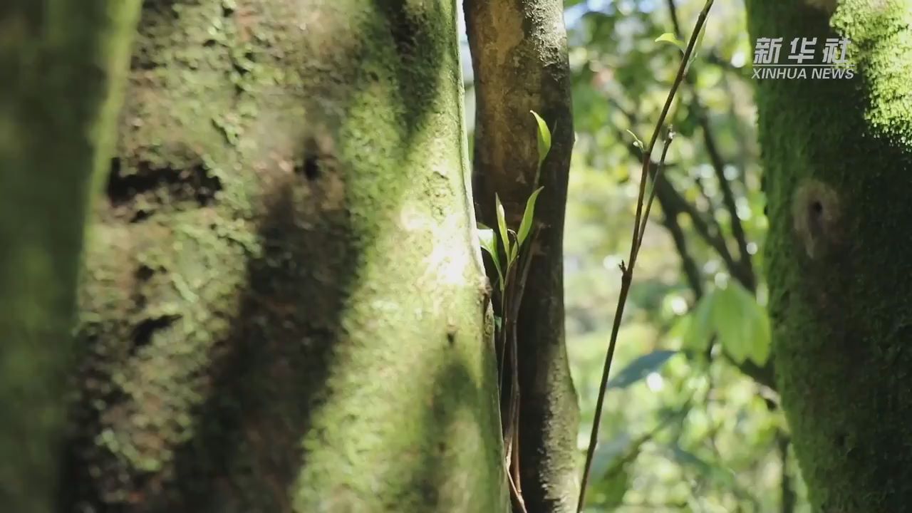 南岭茶香飘千年