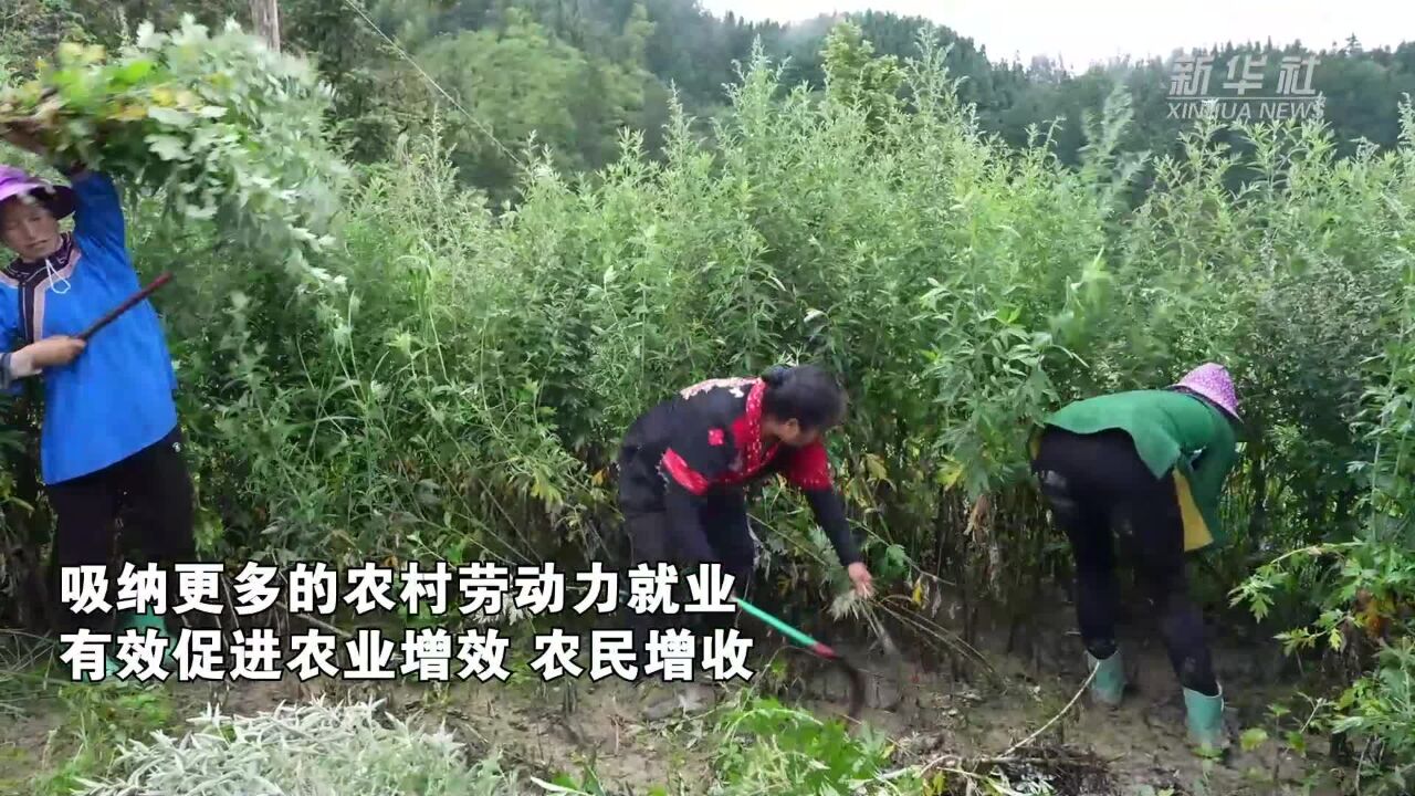 贵州榕江:端午艾草香 增收致富有希望