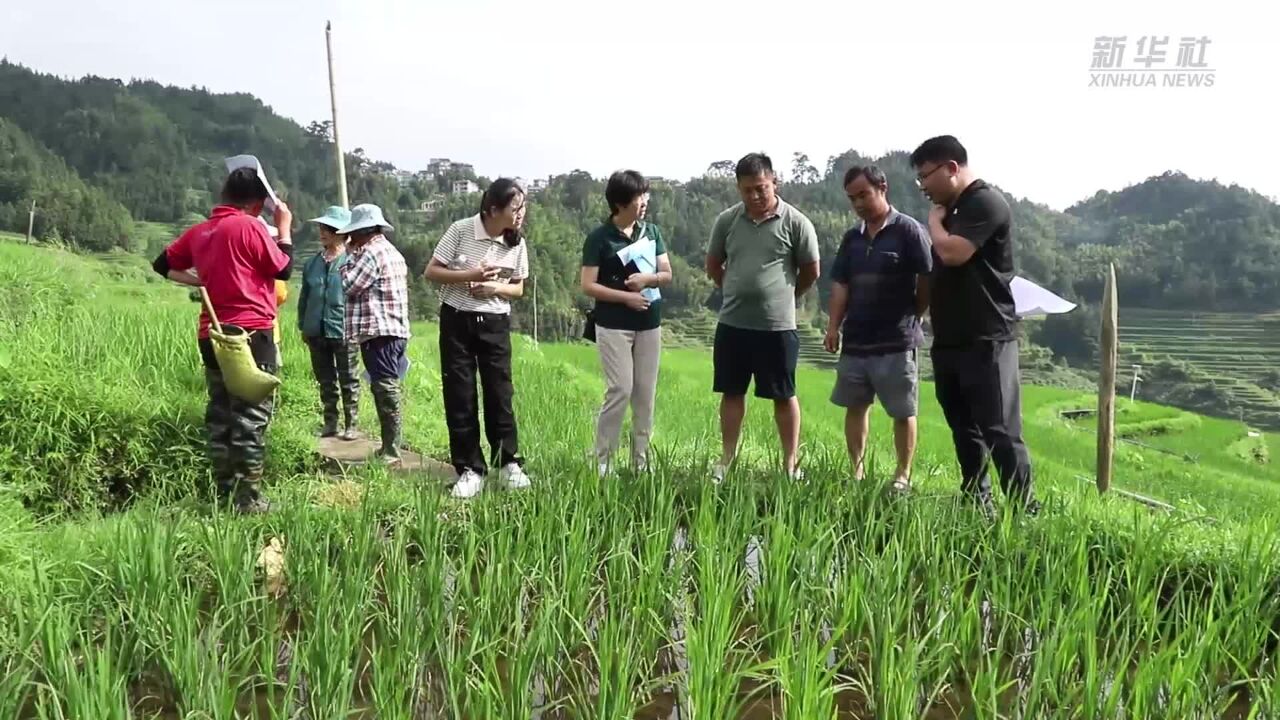 广西融水:科技助农灾后粮食生产