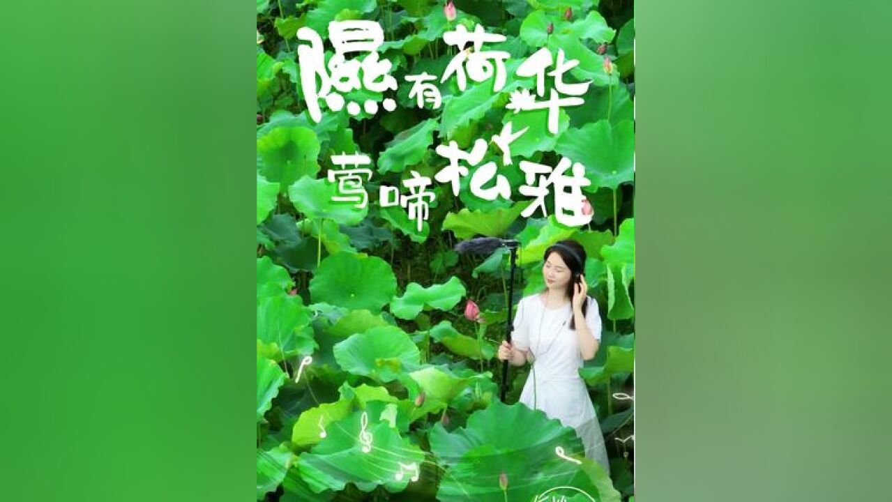 隰有荷华,莺啼松雅 长沙随声听⑧#又到了拍荷花的季节