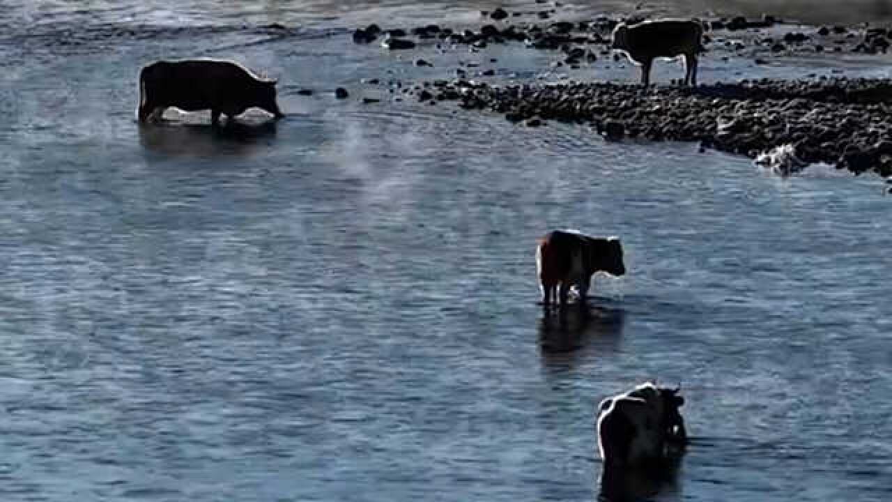 内蒙古的牛“涮火锅”了!