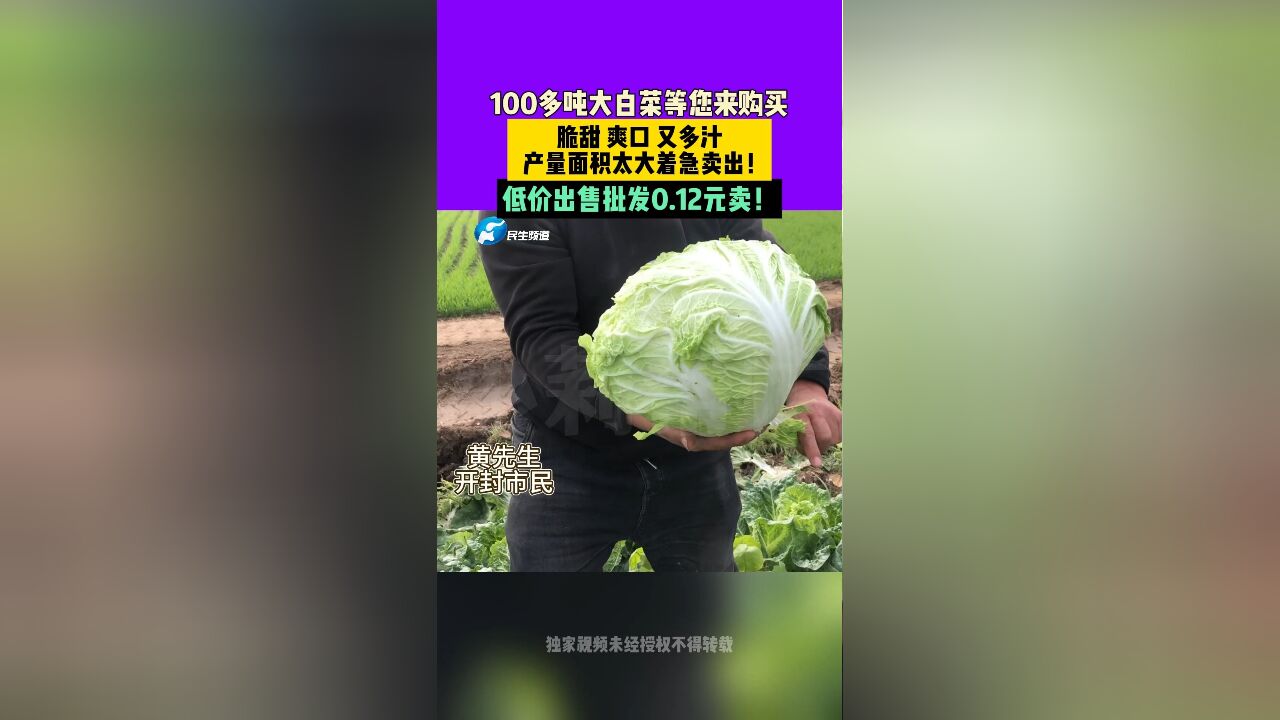 100多吨大白菜等您来购买脆甜 爽口 又多汁产量面积太大着急卖出!低价出售批发0.12元卖!