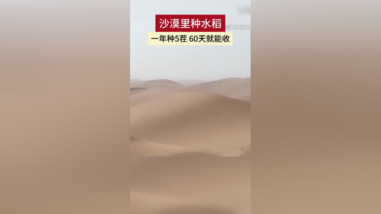 中国人沙漠里种水稻!在新疆和田沙漠里,有万亩温室大棚,一年种5茬,60天就能收获.