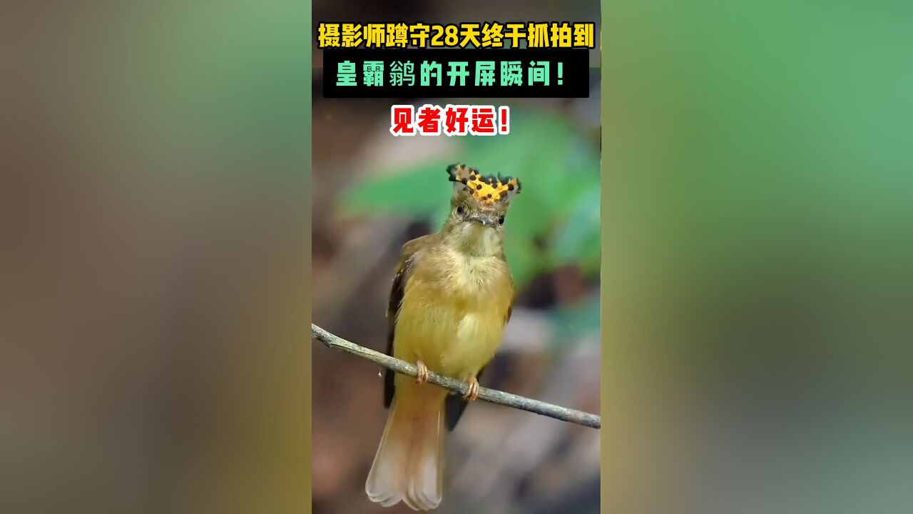 摄影师蹲守28天终于抓拍到皇霸鹟的开屏瞬间!见者好运!