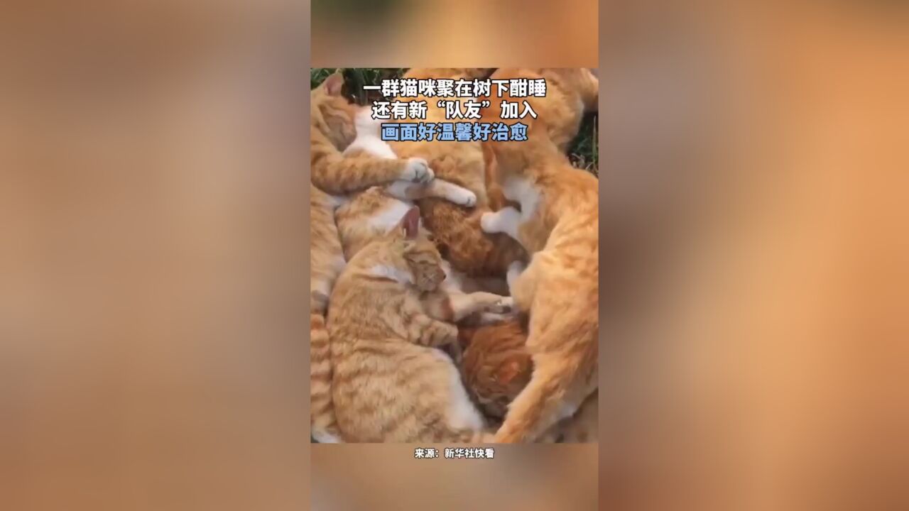 一群猫咪聚在树下酣睡还有新“队友”加入,画面好温馨好治愈