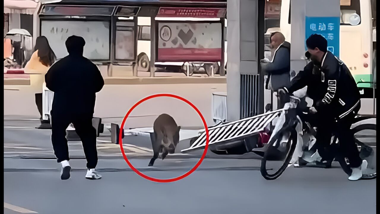 湖北武汉一大学内惊现野猪狂奔 在校内狂奔多次险撞学生