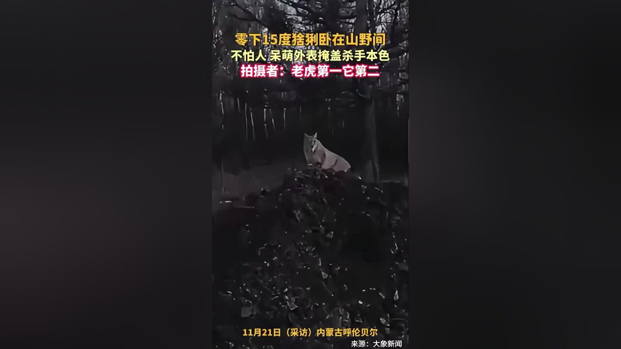 零下15度猞猁卧在山野间,不怕人,呆萌外表掩盖杀手本色,拍摄者:老虎第一它第二