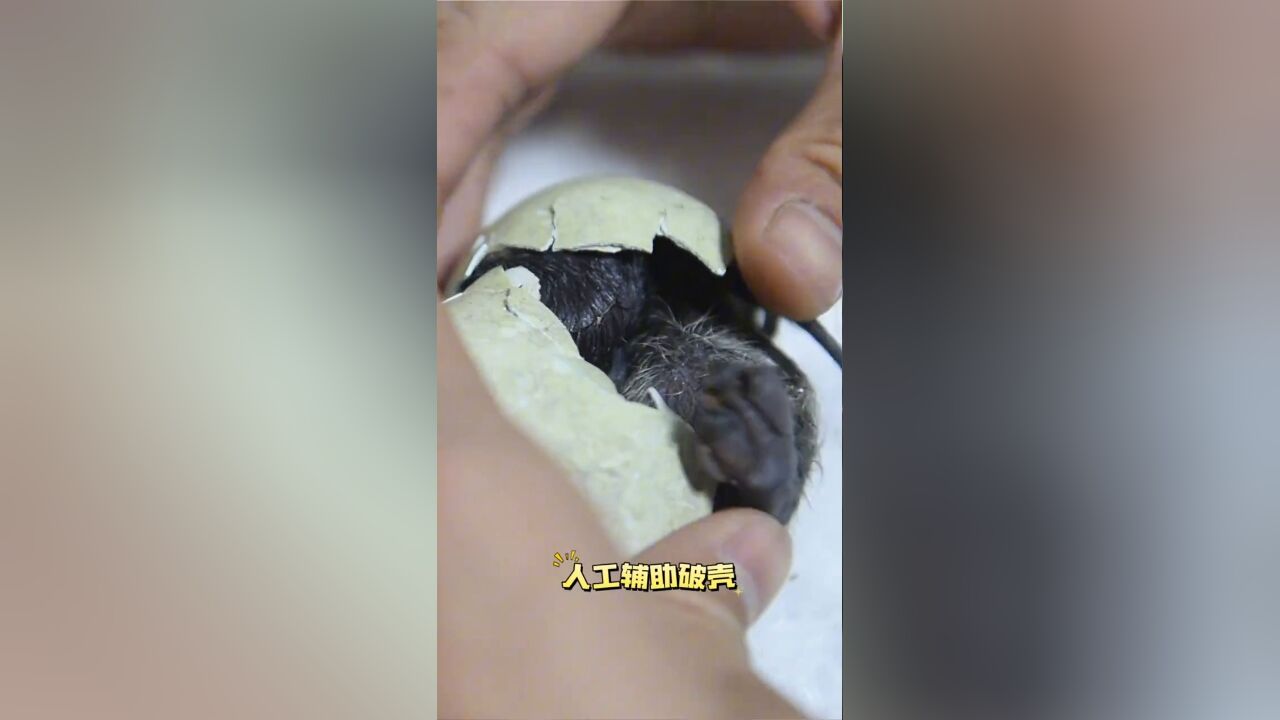 破壳啦!上海迎来新生企鹅宝宝