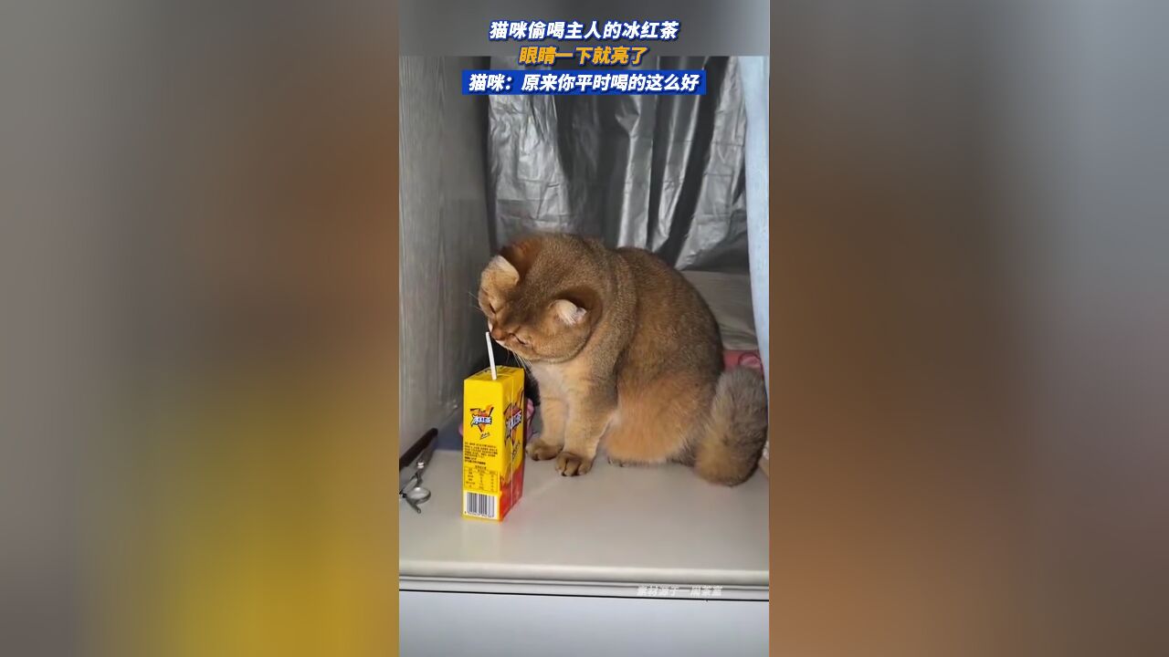 猫咪偷喝主人的冰红茶,眼睛一下就亮了,“原来你平时喝的这么好”